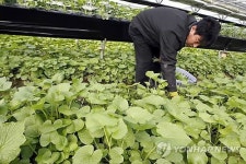한파 이겨낸 산골마을 쌈채소 맛보세요