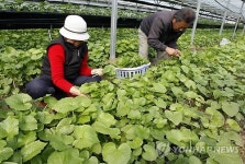 한파 이겨낸 산골마을 쌈채소 맛보세요