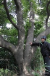 천연기념물 울산 목도의 후박나무