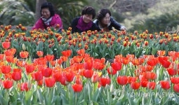 활짝 핀 제주 튤립꽃밭