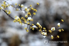봄꽃 위에 내려앉은 눈