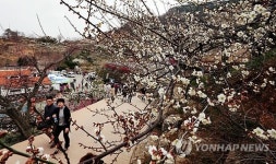 매화가 활짝 폈네