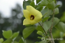 노랑 무궁화 황근, 자생지 제주도서 복원