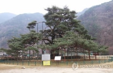 정이품송 부인 소나무 DNA 영구보존…복제木도 육성