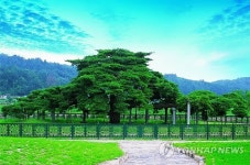 재산세 내는 소나무 석송령 생명연장의 꿈