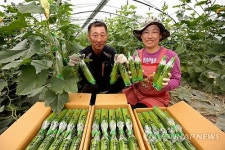 의령토요애 애호박 수확 한창