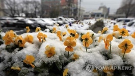 눈 이불 덮은 봄꽃