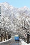 벚꽃보다 아름다운 눈꽃