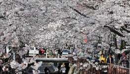 연분홍빛 진해벚꽃에 취할라