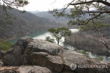 괴산, 양반길 개장·미선나무 향 그윽…상춘객 유혹