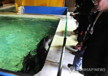 몰수 남방큰돌고래 조사하는 전문가