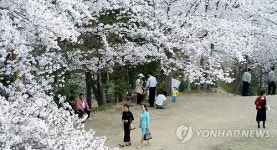 정남진장흥 예양공원 벚꽃 개화