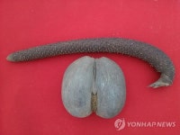 <순천정원박람회> 지상 최고 섹시 열매…코코드메르 선봬
