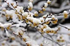 눈 이불 덮은 봄꽃