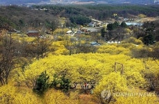 이천 백사산수유꽃축제 12일 개막