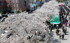 전주 덕진구청서 벚꽃보고 장도 보고