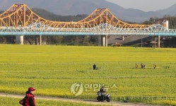 낙동강변 노랗게 물들인 창녕 유채축제 19일 개막