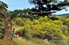 산수유꽃 만개한 봉화 두동마을