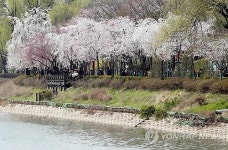 벚꽃길