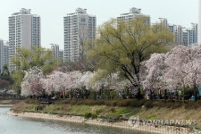 벚꽃길