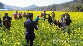<카메라뉴스> 해남 고산유적지 유채꽃 물결