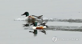 여유로운 봄 즐기는 넙적부리 오리