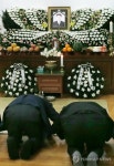 고이 잠드소서