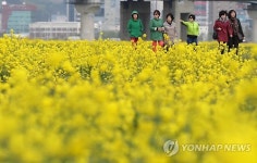 샛노란 유채꽃 유혹…낙동강변서 제2회 유채꽃 축제