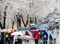 벚꽃과 함께한 평택시민 걷기대회