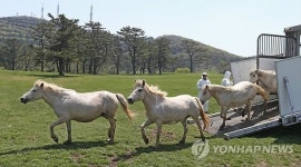 제주 조랑말, 한라산 방목장으로 귀환