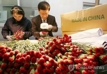 인천 농림수산검역검사본부 카네이션 병해충 검사