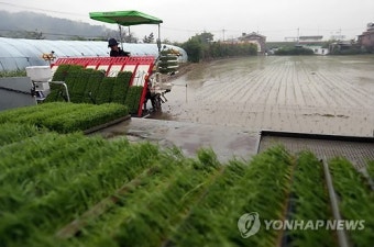 부산 첫 모내기