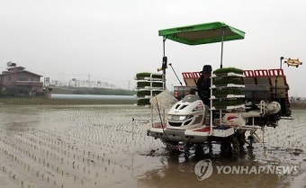 부산 첫 모내기