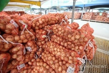 농수산식품유통공사, 수입양파 3만9천t 추가 공급