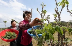 강릉 해살이 마을 개두릅 축제에 오세요