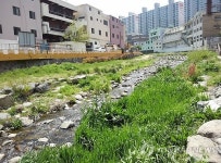 부산 구덕천 1급수 물고기 발견…하수유입 막아야