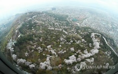 남산에 찾아온 봄