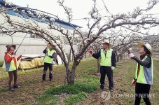농촌 일손돕기로 체육행사 대신한 충남농협