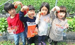 딸기 수확 체험 정말 재밌어요