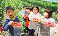 딸기 수확 체험 정말 재밌어요