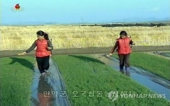 北영농철 맞아 전쟁준비 대신 벼모판 관리