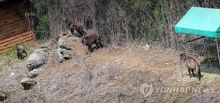 주위 살피는 산양