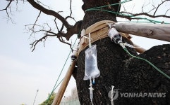 영양제 꽂힌 회화나무