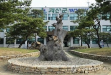 괴산군 탄생 600주년 상징 느티나무 심어