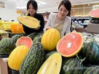 황금 수박 수퍼골드 수박