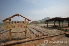 춘천 옛 미군기지 터에 주말농장