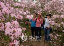 울산 대운산 철쭉제 개막…문화행사·특산물 시식회