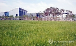 충남도청 앞 청보리밭