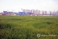 충남도청 앞 청보리밭
