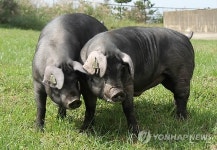 맛·번식력 뛰어난 국산 흑돼지 품종 육성